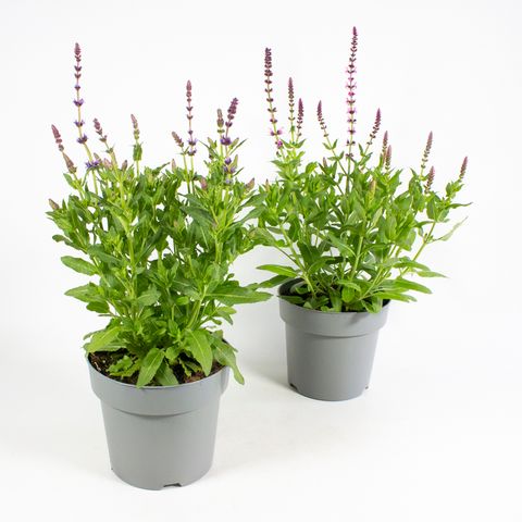 Salvia nemorosa SENSATION MIX