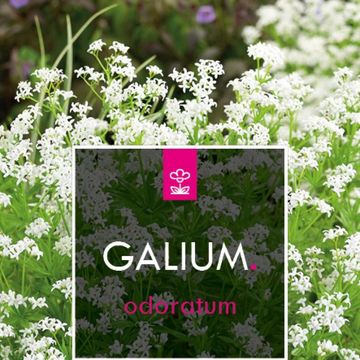 Galium odoratum