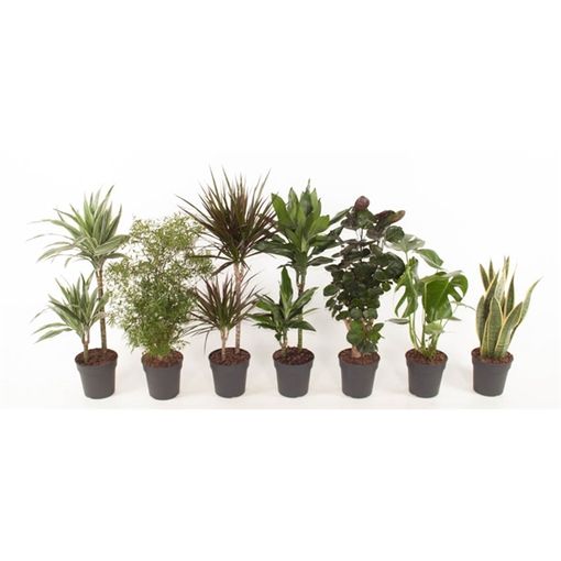 Houseplants MIX (Ammerlaan, The Green Innovater)