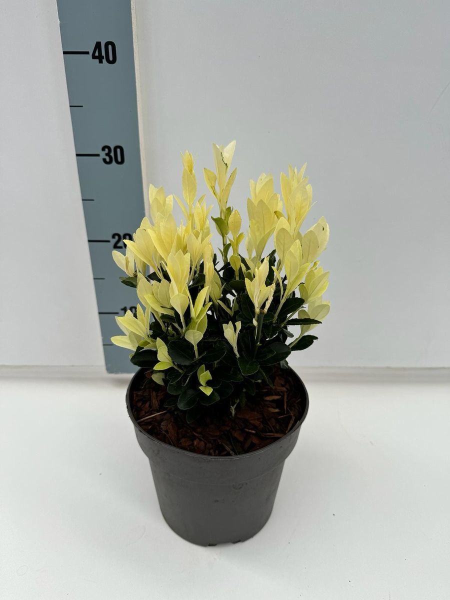 Euonymus japonicus EXTRAVAGANZA — Рослини оптом FlorAccess