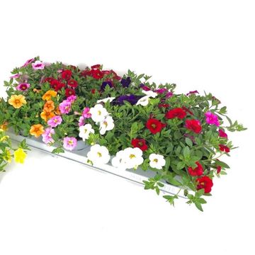 Calibrachoa CABARET MIX