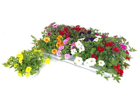 Calibrachoa CABARET MIX