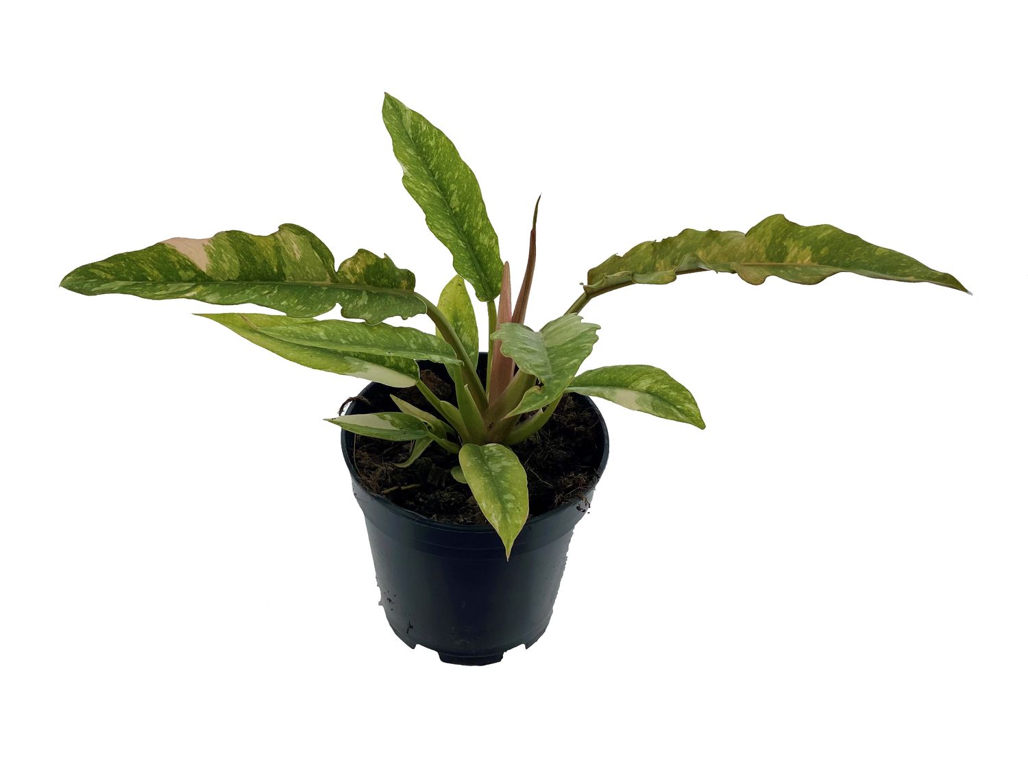 Philodendron ‘Ring of Fire’ — Plantegrossist FlorAccess