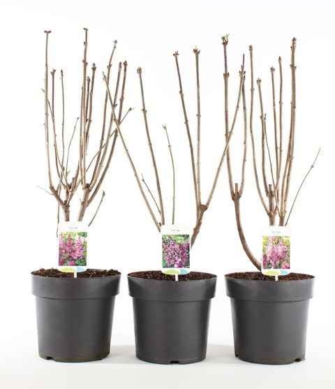 Syringa VILLOSAE MIX