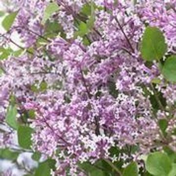 Syringa meyeri FLOWERFESTA PURPLE