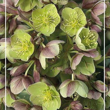 Helleborus x sternii