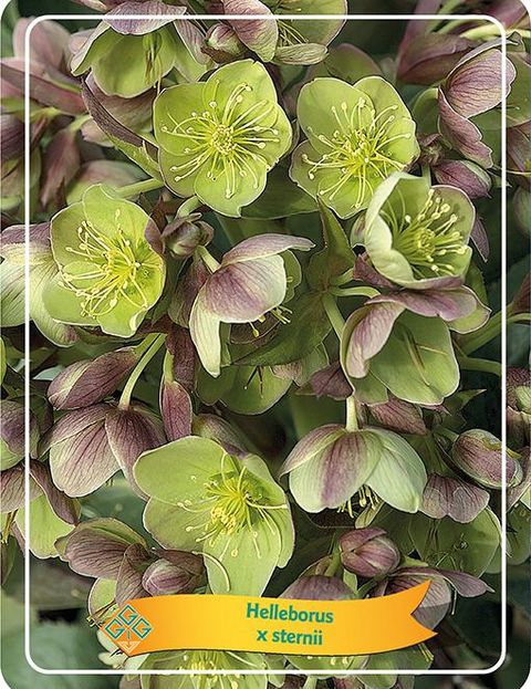 Helleborus x sternii