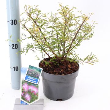 Calliandra surinamensis