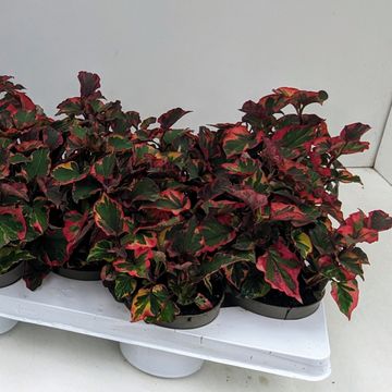Houttuynia cordata 'Chameleon'