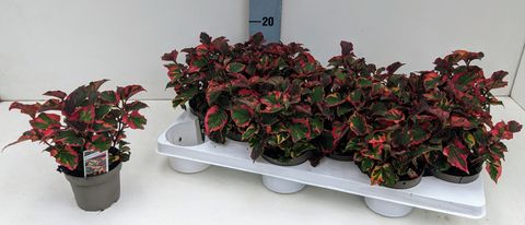 Houttuynia cordata 'Chameleon'