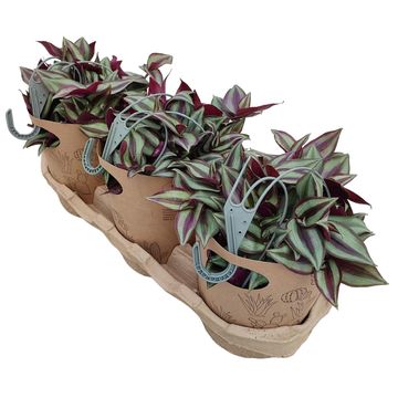 Tradescantia zebrina