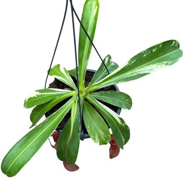 Nepenthes alata 'Variegata'