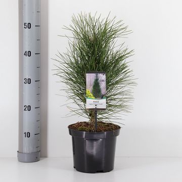 Pinus nigra 'Green Tower'