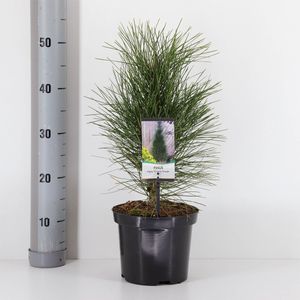 Pinus nigra 'Green Tower' (Bremmer Boomkwekerijen)