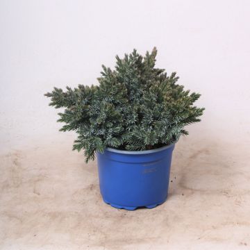 Juniperus squamata 'Blue Star'