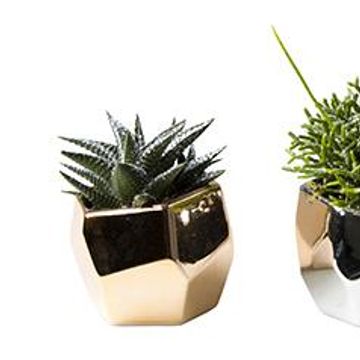 χυμώδη φυτά MIX