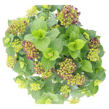 Hydrangea macrophylla MUSIC COLLECTION DEEP PURPLE DANCE