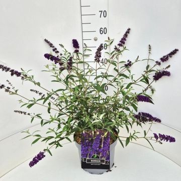 Buddleja davidii 'Black Knight'