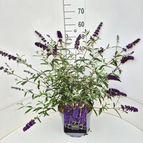 Buddleja davidii 'Black Knight'