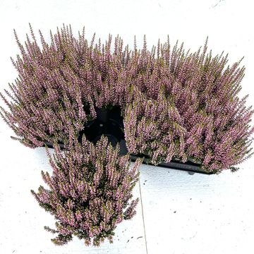 Calluna vulgaris GARDEN GIRLS ELISA