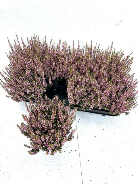 Calluna vulgaris GARDEN GIRLS ELISA