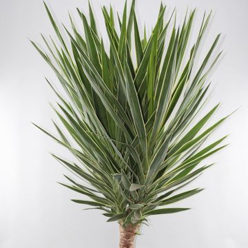 Yucca elephantipes 'Puck'