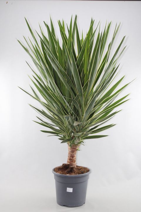 Yucca elephantipes 'Puck'