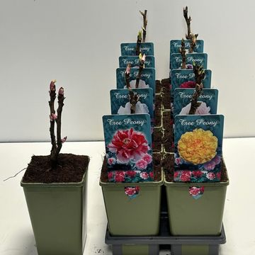 Paeonia suffruticosa MIX