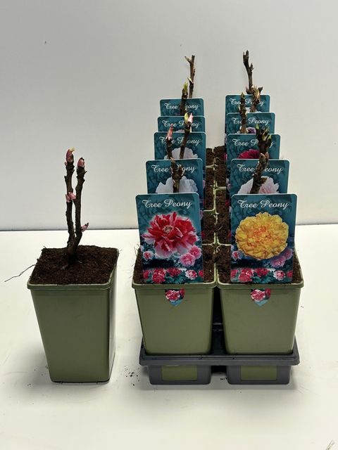 Paeonia suffruticosa MIX