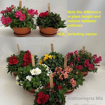 Alstroemeria MIX