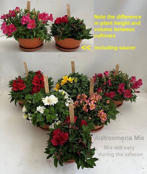 Alstroemeria MIX