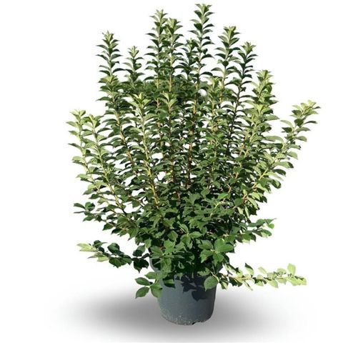 Prunus tomentosa