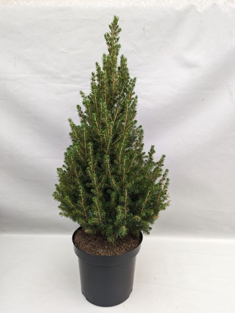 Picea glauca DECEMBER — Plant Wholesale FlorAccess