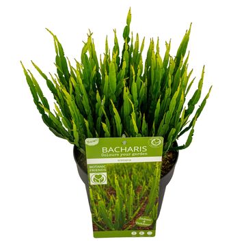 Baccharis trimera