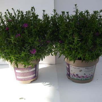 Aster 'La Vista'