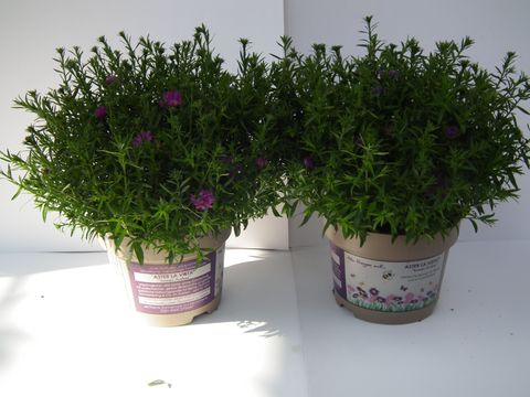 Aster 'La Vista'