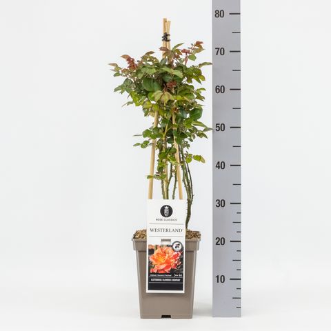 Rosa WESTERLAND