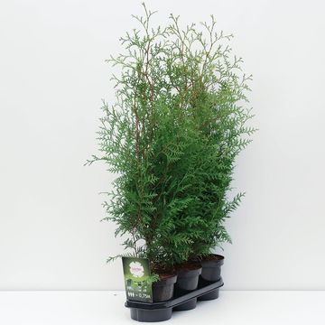 Thuja occidentalis 'Brabant'