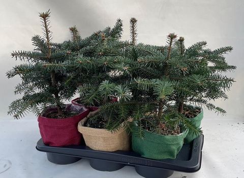 Abies nordmanniana