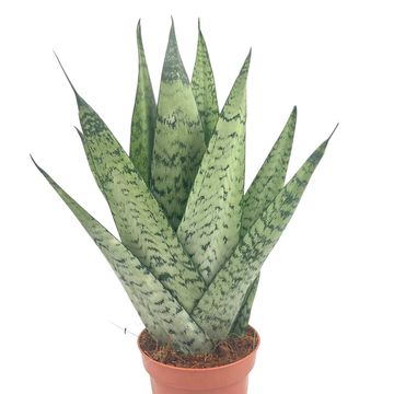 Sansevieria zeylanica
