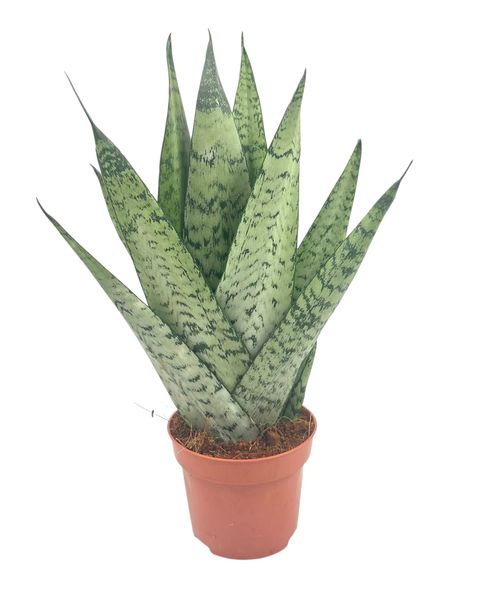 Sansevieria zeylanica
