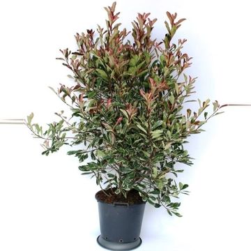 Photinia x fraseri PINK MARBLE