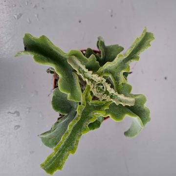 Kalanchoe beharensis 'Maltese Cross'