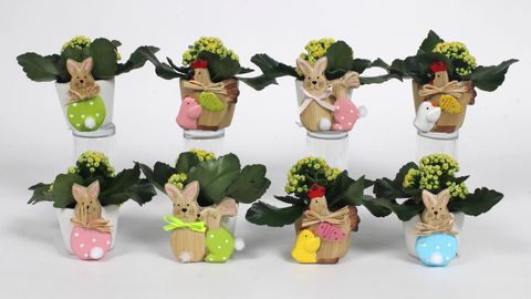 Kalanchoe MIX IN POT