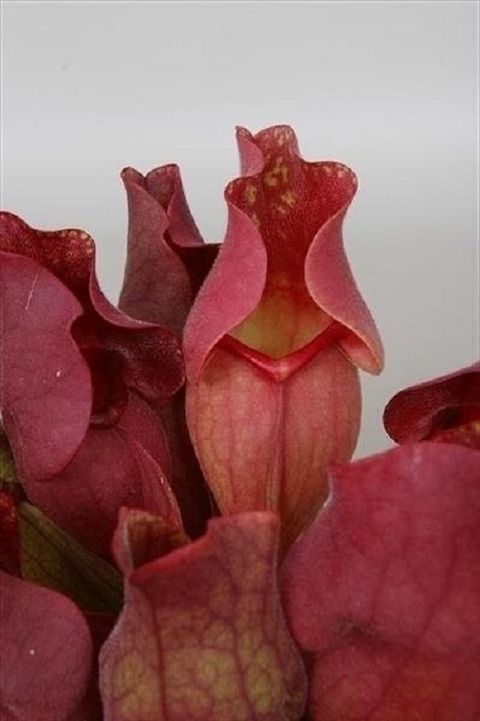 Sarracenia purpurea venosa 'Red'