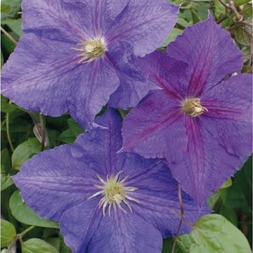 Clematis 'Виктория' (LL)