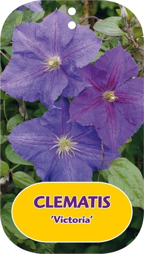 Clematis 'Victoria' (LL)