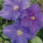 Clematis 'Victoria' (LL)