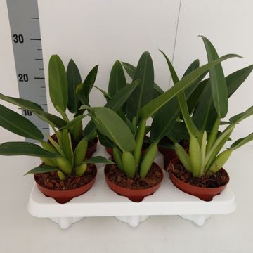 Filodendron 'Fatboy'