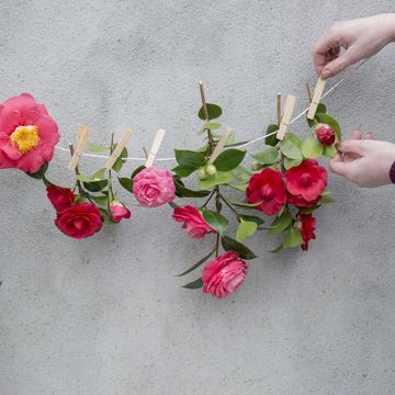 Camellia japonica MIX